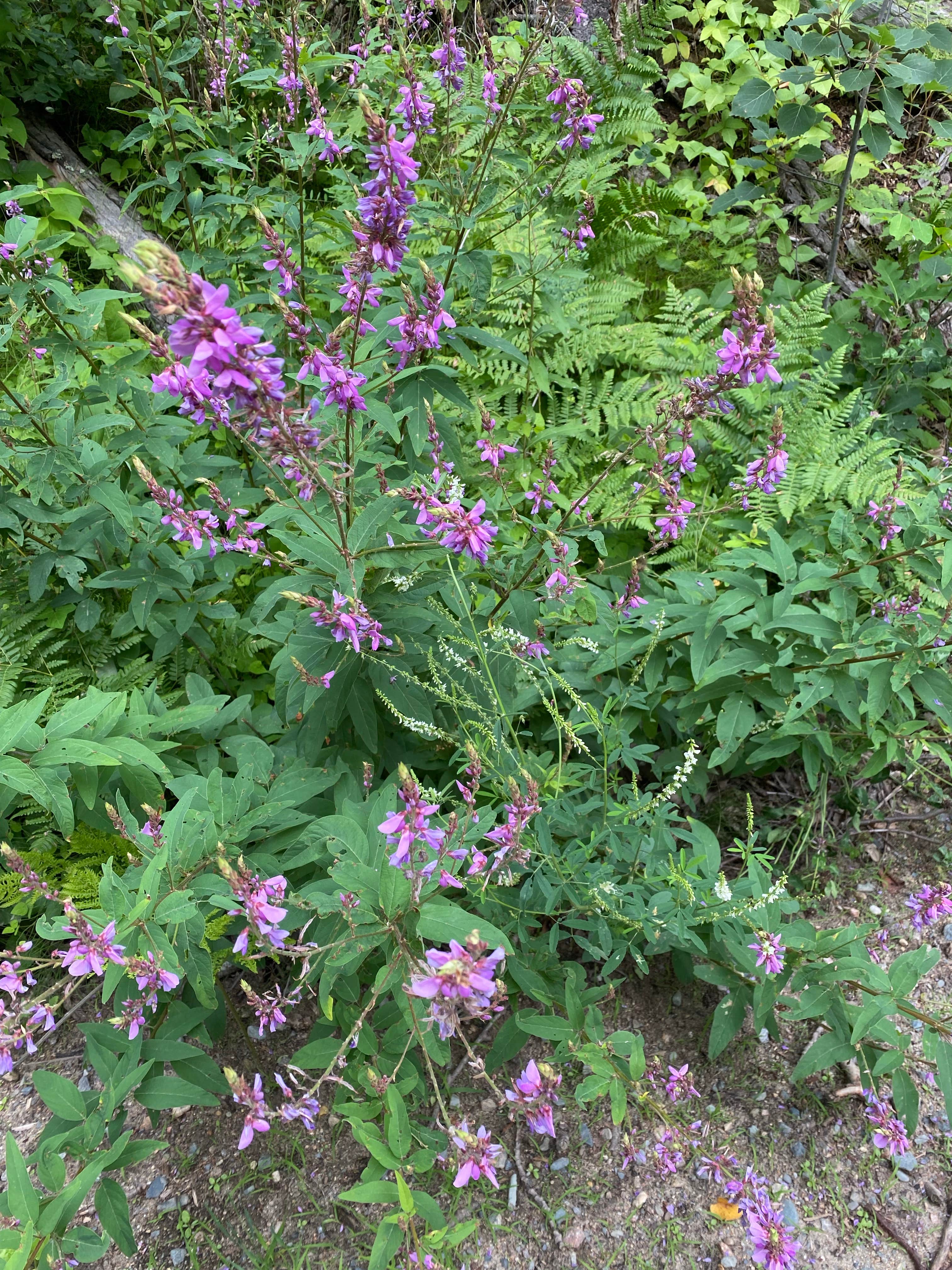 Camper-submitted photo at Little Gulch Lake canoe campsite near Blackduck, MN