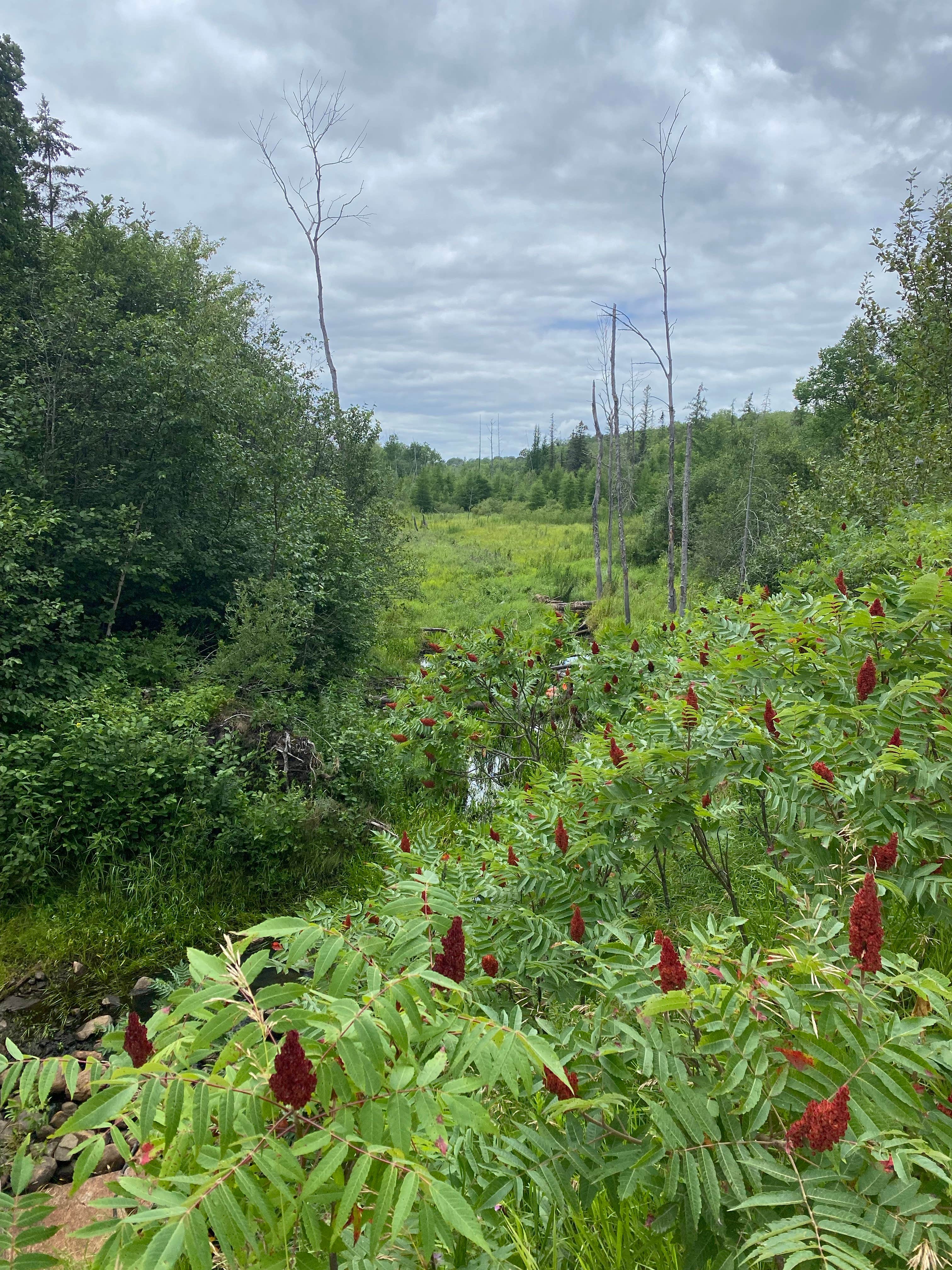 Camper-submitted photo at Little Gulch Lake canoe campsite near Blackduck, MN