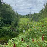 Review photo of Little Gulch Lake canoe campsite by Sonny S., August 3, 2022