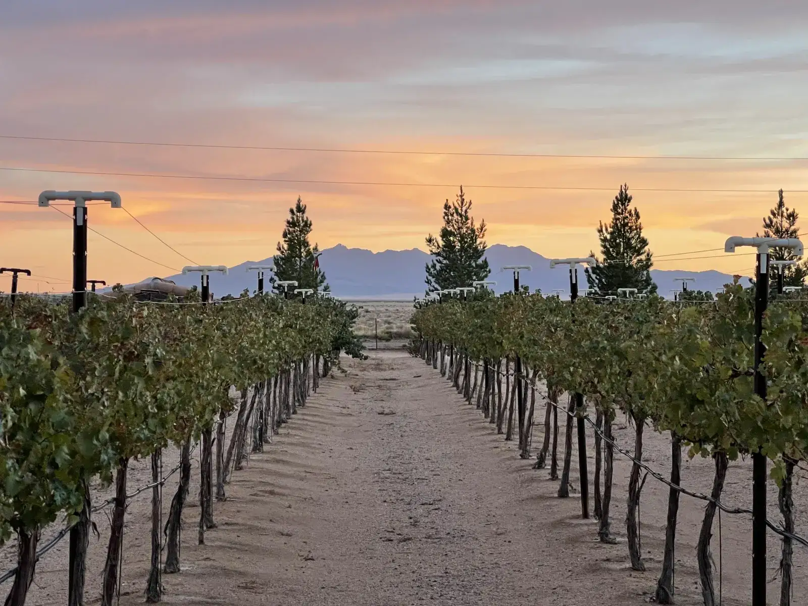 Camper-submitted photo at Cella Winery near Peach Springs, AZ