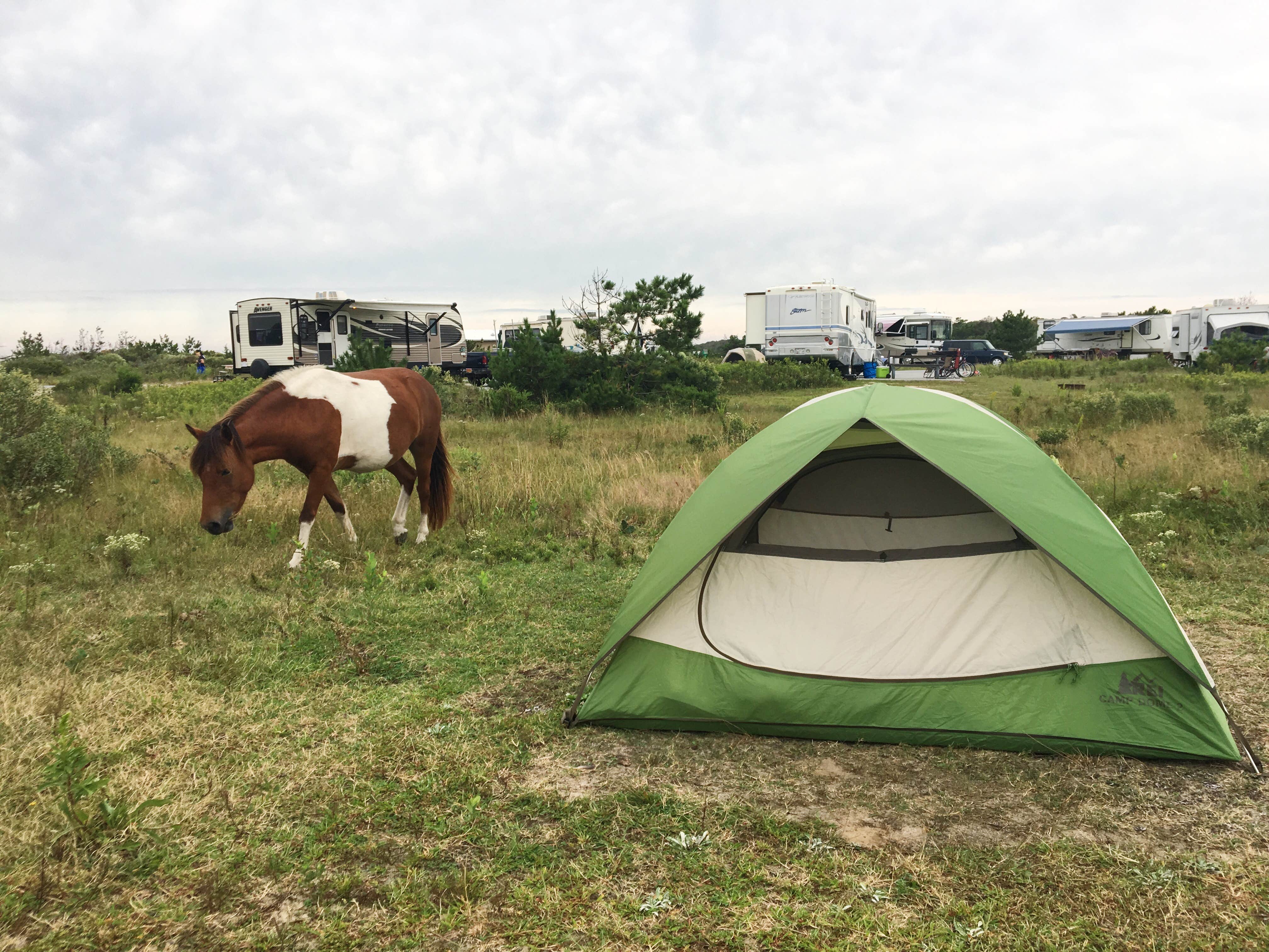 Catherine S.'s photo at Assateague State Park Campground near Bethany Beach, DE