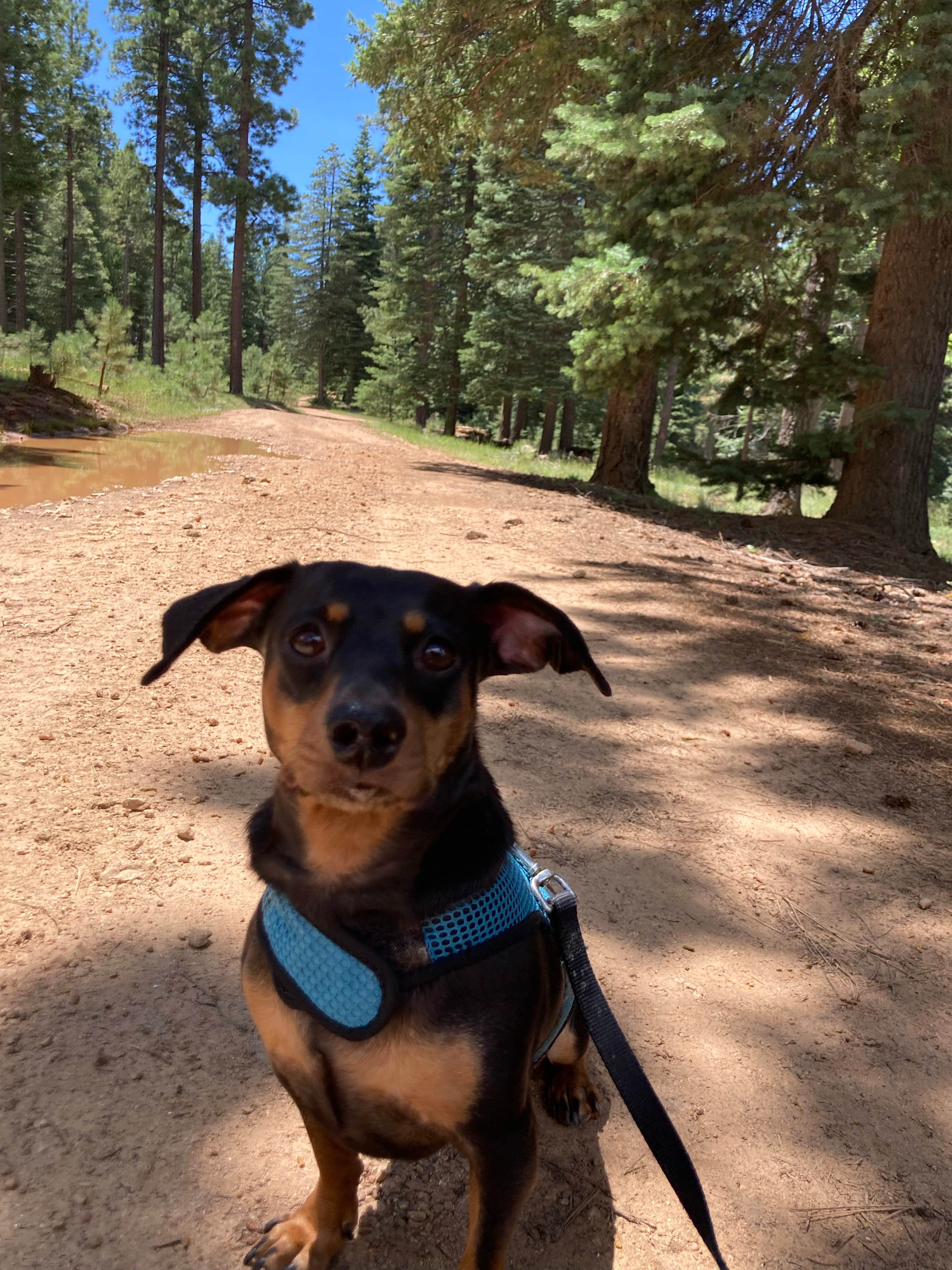 Luke F.'s photo of camping with pets at Fr 66 near Forest Lakes, AZ