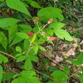 Review photo of Elkmont Campground — Great Smoky Mountains National Park by Jeremy G., August 5, 2022