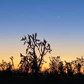 Review photo of Mojave Cross Dispersed — Mojave National Preserve by Michael D., August 5, 2022