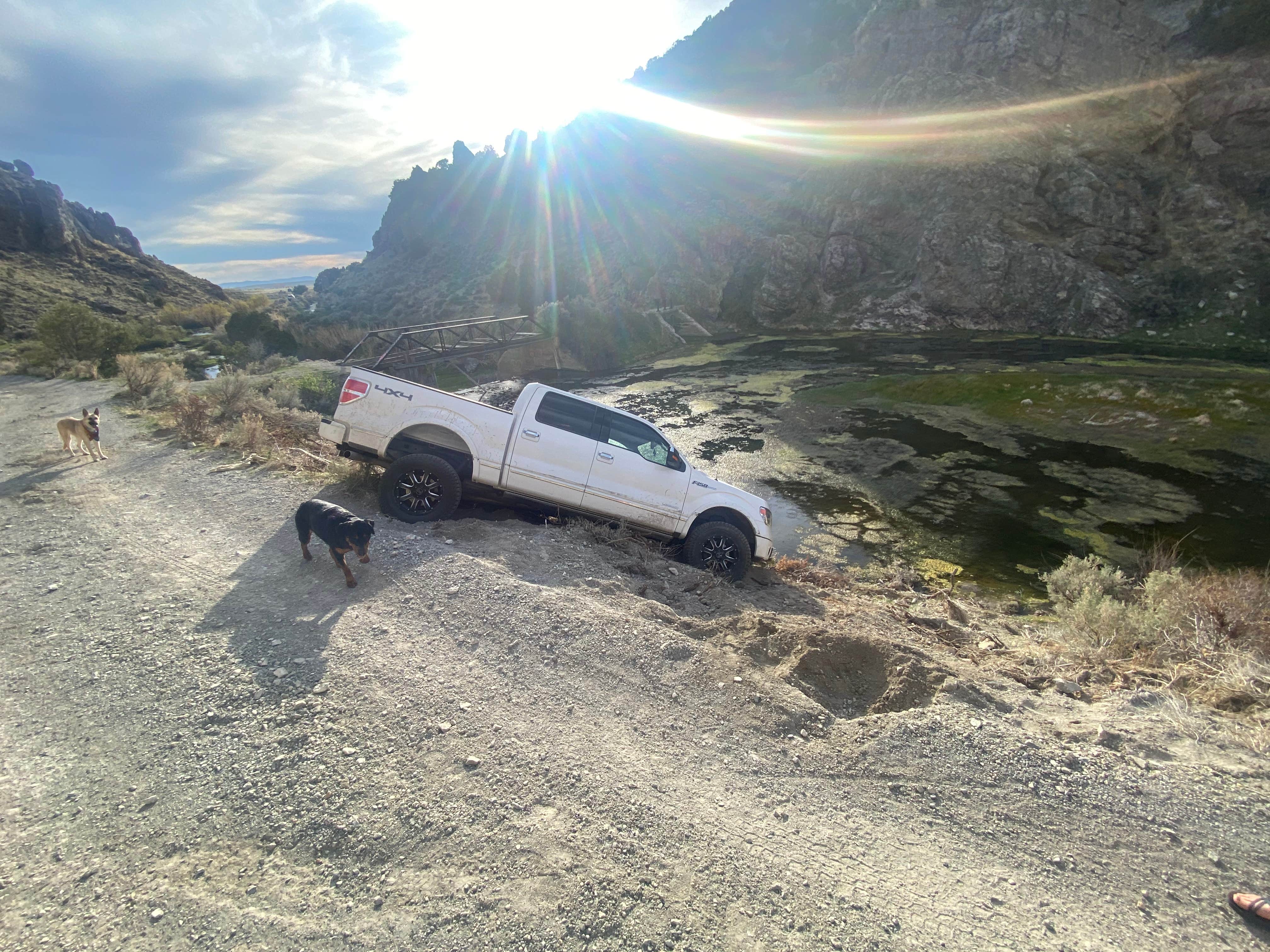Lauryn C.'s photo of camping with pets at 12 Mile Hot Springs Dispersed Camping near Wells, NV