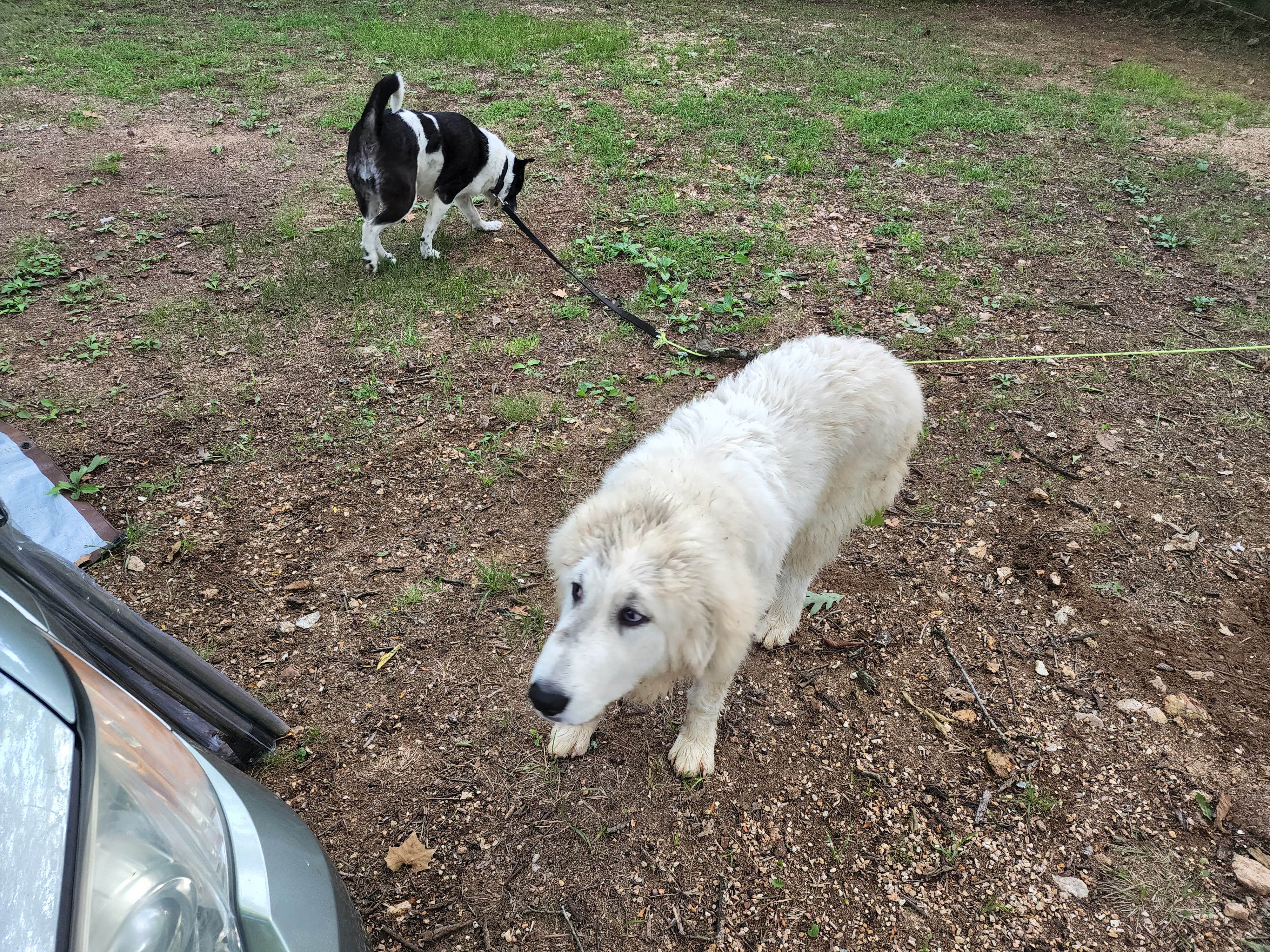 asherondryde's photo of camping with pets at Four Creeks Ranch Campground near Birch Tree, MO