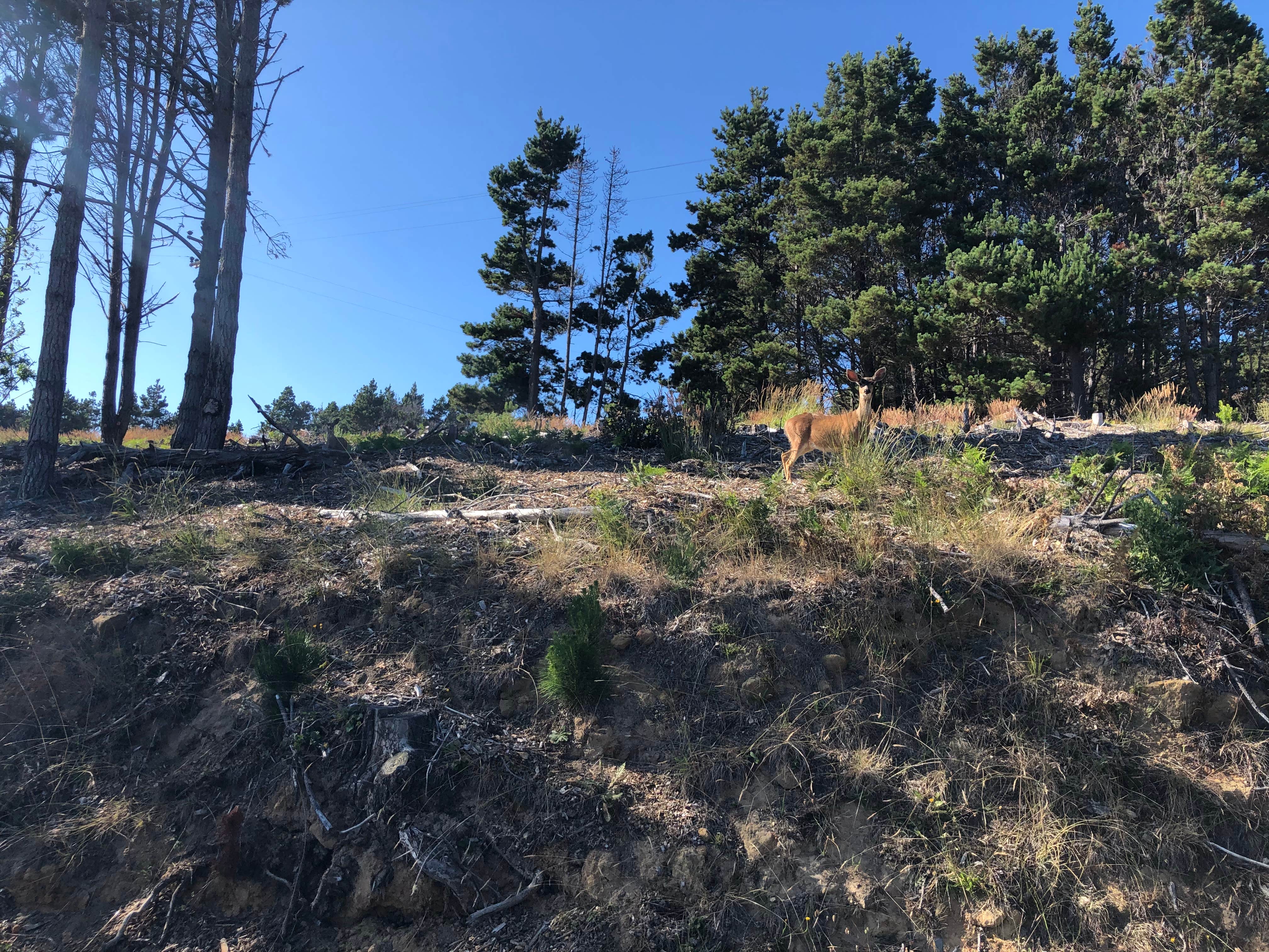 Camping near Pomo RV Park & Campground: Vagabond Village, Fort Bragg, California