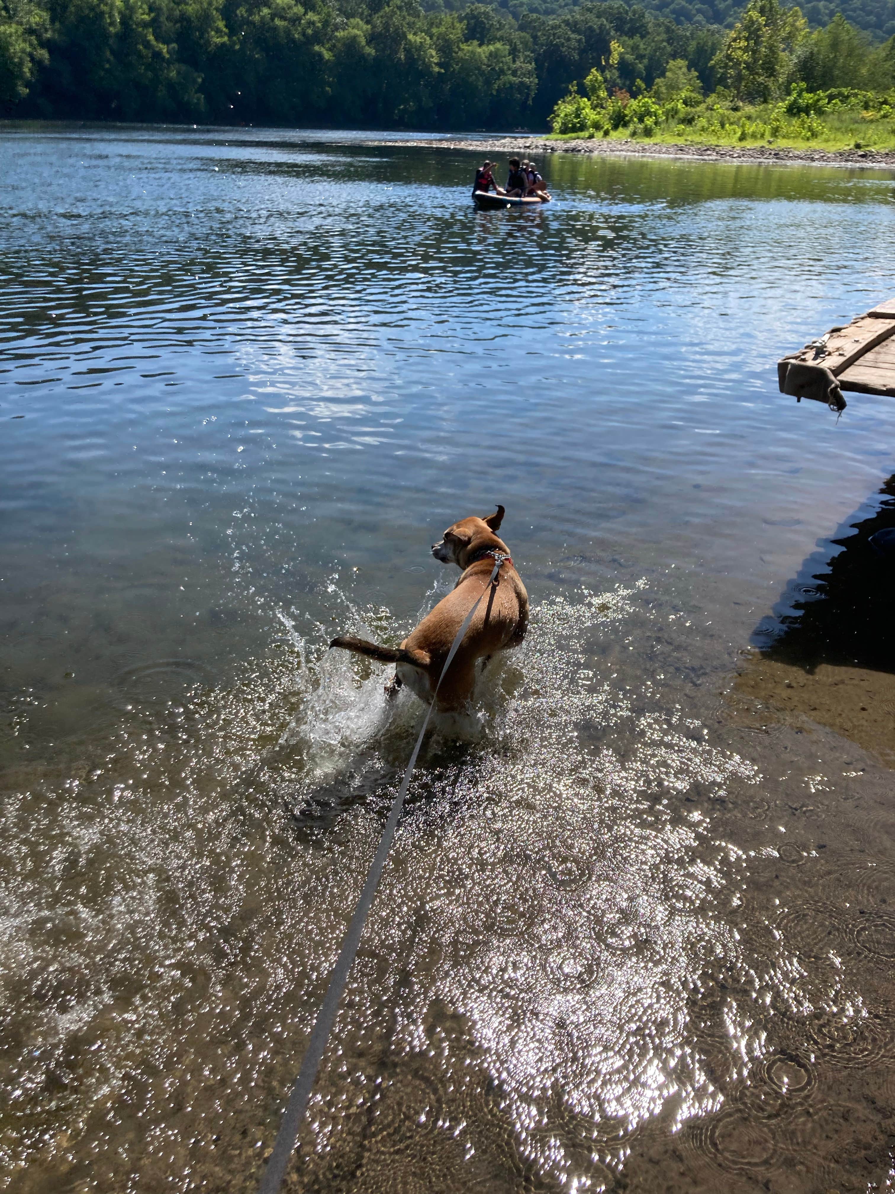 Luis B.'s photo of camping with pets at Driftstone Campground near Neshanic Station, NJ