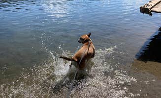 Luis B.'s photo of camping with pets at Driftstone Campground near Edison, NJ