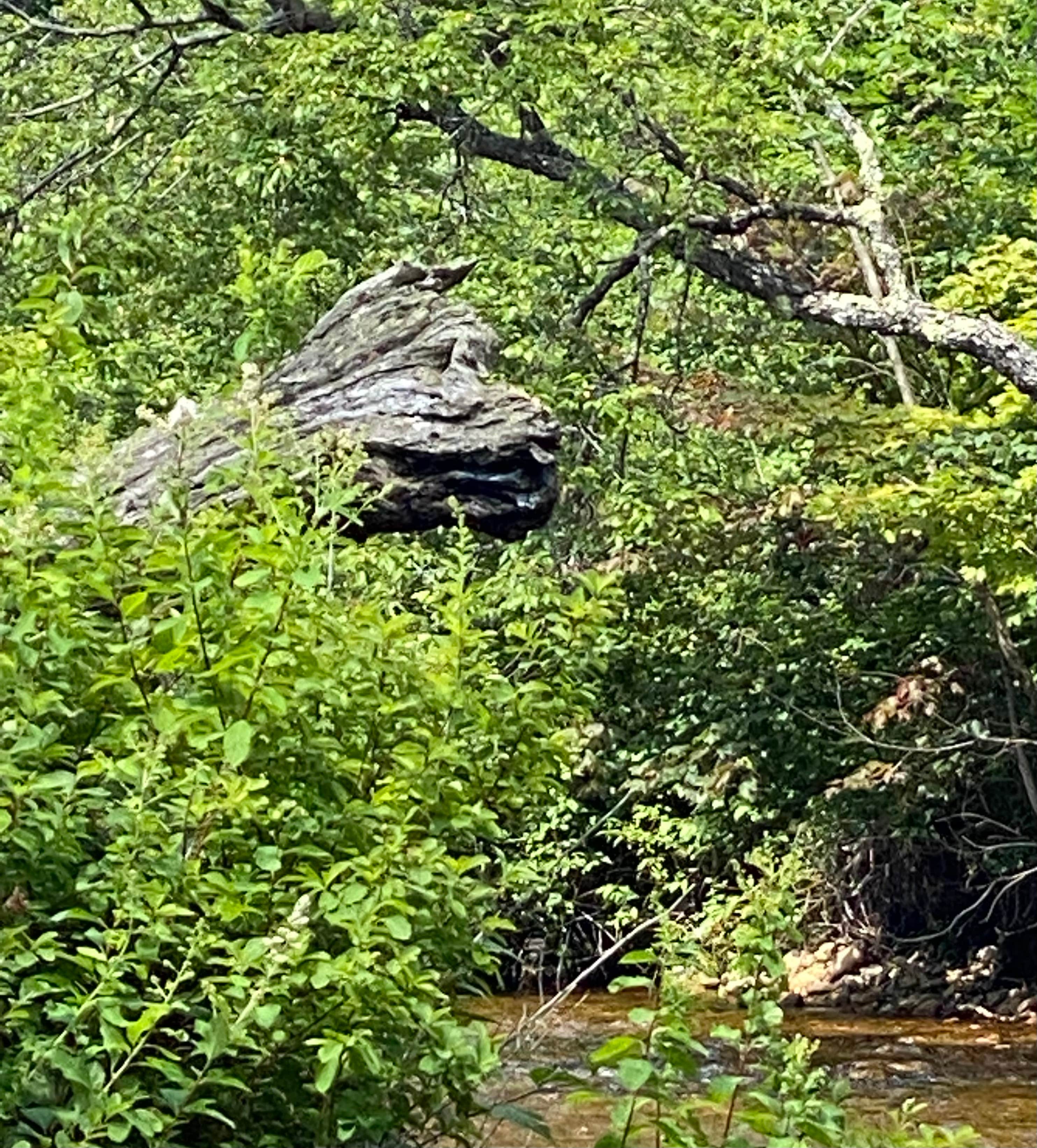 Camper-submitted photo at Passaconaway Campground near Chocorua, NH
