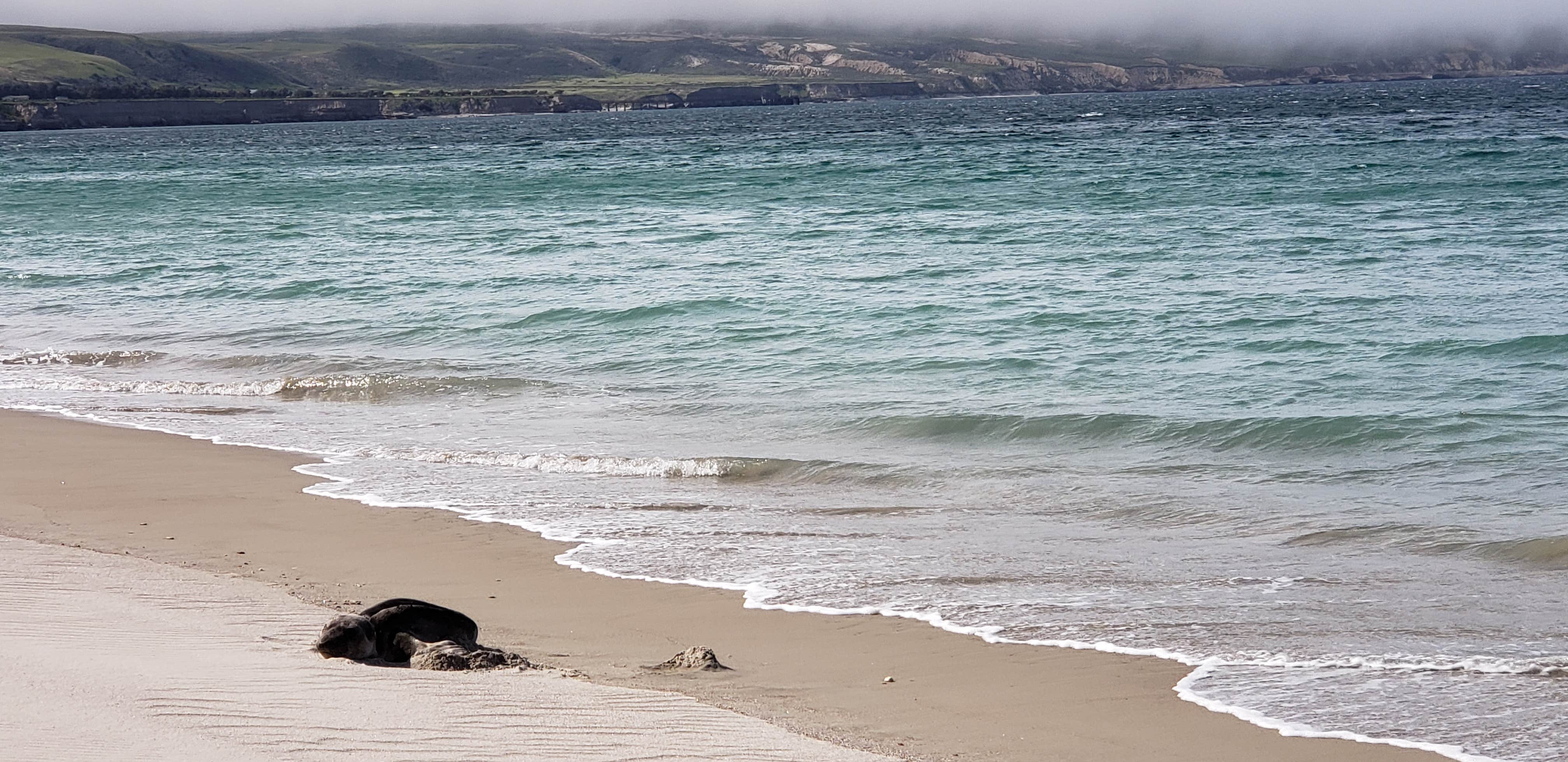 Camper-submitted photo at Santa Rosa Island Backcountry Beach Camping — Channel Islands National Park near Channel Islands National Park
