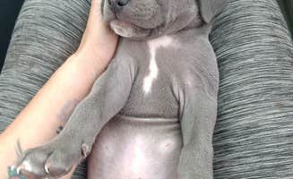 Kelli H.'s photo of camping with pets at Anderson Camp RV Park near Burley, ID