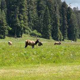 Elk Prairie living up to it's name