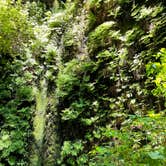 Review photo of Mill Creek Campground — Del Norte Coast Redwoods State Park by Andrew M., August 7, 2022