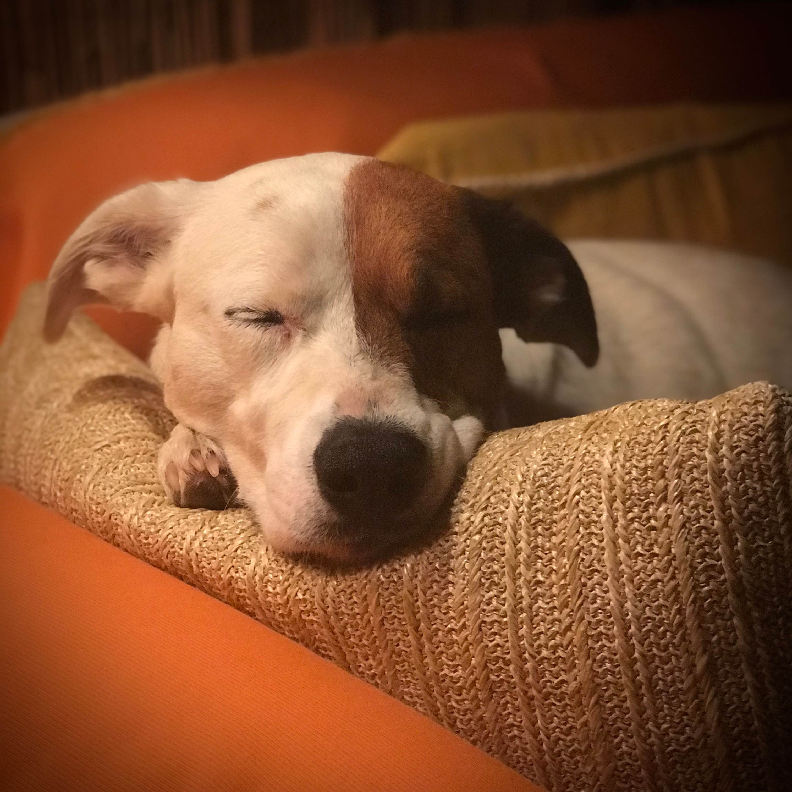 Caroline's photo of camping with pets at Serene Camping for Design Lovers near Grants Pass, OR