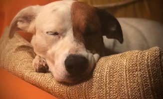 Caroline's photo of camping with pets at Serene Camping for Design Lovers near Central Point, OR