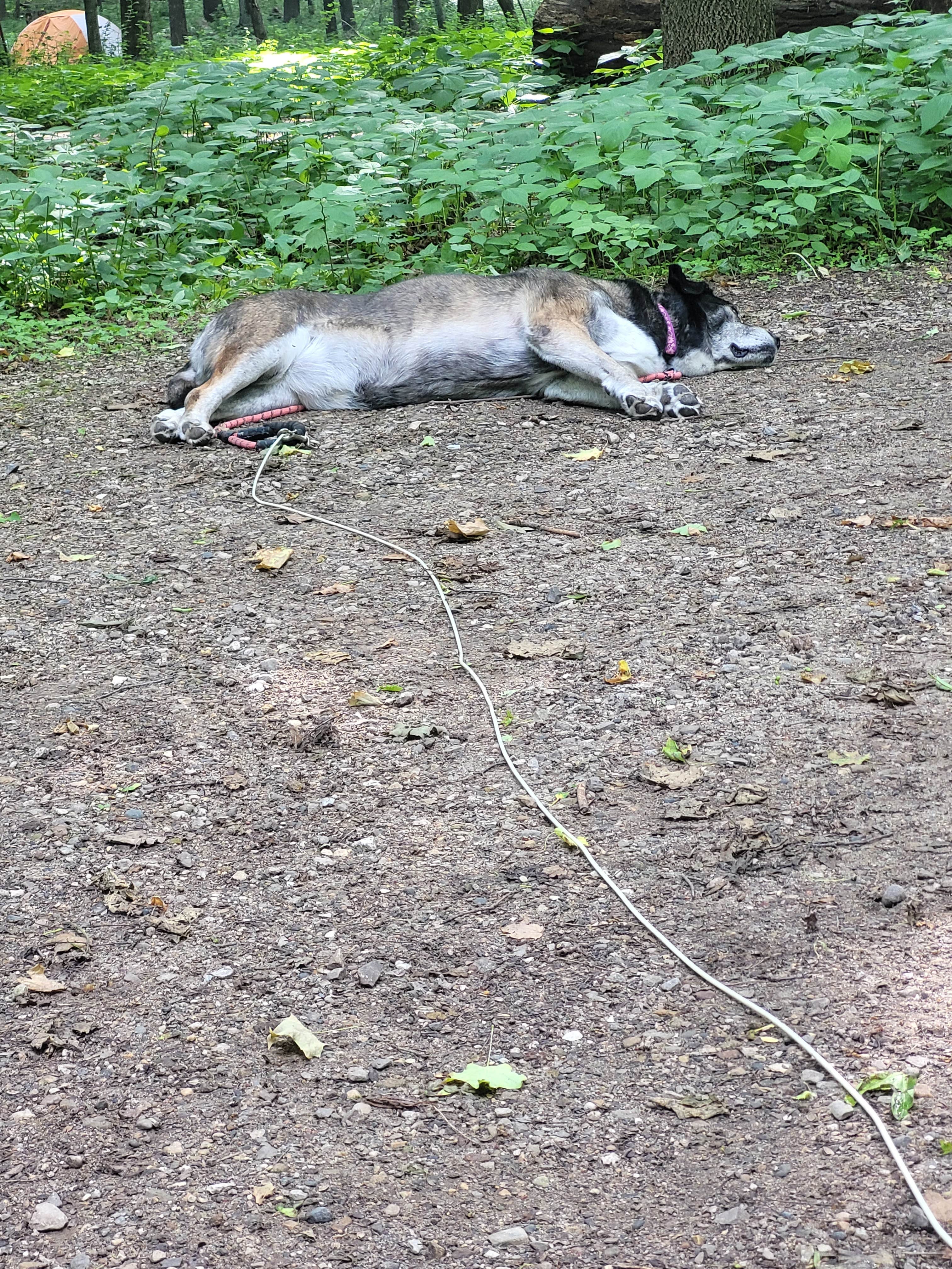 Ken K.'s photo of camping with pets at White Fox — Myre-Big Island State Park near Osage, IA