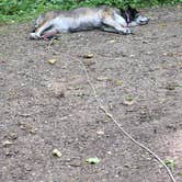 Review photo of White Fox — Myre-Big Island State Park by Ken K., August 7, 2022
