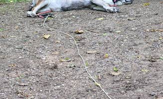Ken K.'s photo of camping with pets at White Fox Campground — Myre-Big Island State Park near Blue Earth, MN