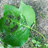 Review photo of Cecil M Harden Lake Raccoon State Recreation Area by Lerin P., August 7, 2022