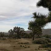Review photo of Black Rock Campground — Joshua Tree National Park by Elena S., July 22, 2018