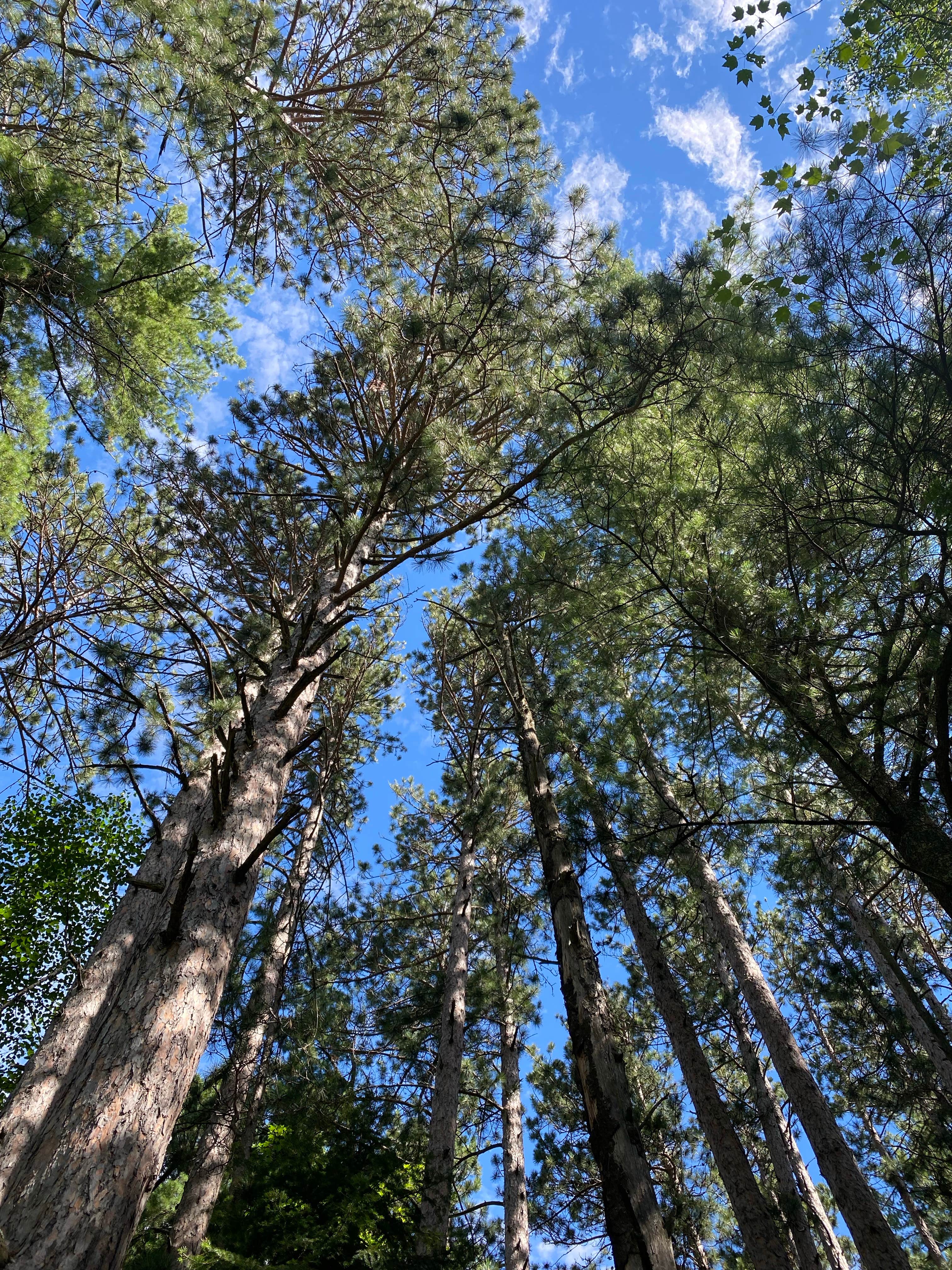Camper-submitted photo at Lake Vermillion - Soudan Mine State Park Campsites — Lake Vermilion-Soudan Underground Mine State Park near Biwabik, MN