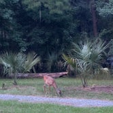 Review photo of Skidaway Island State Park Campground by Nicole M., August 8, 2022
