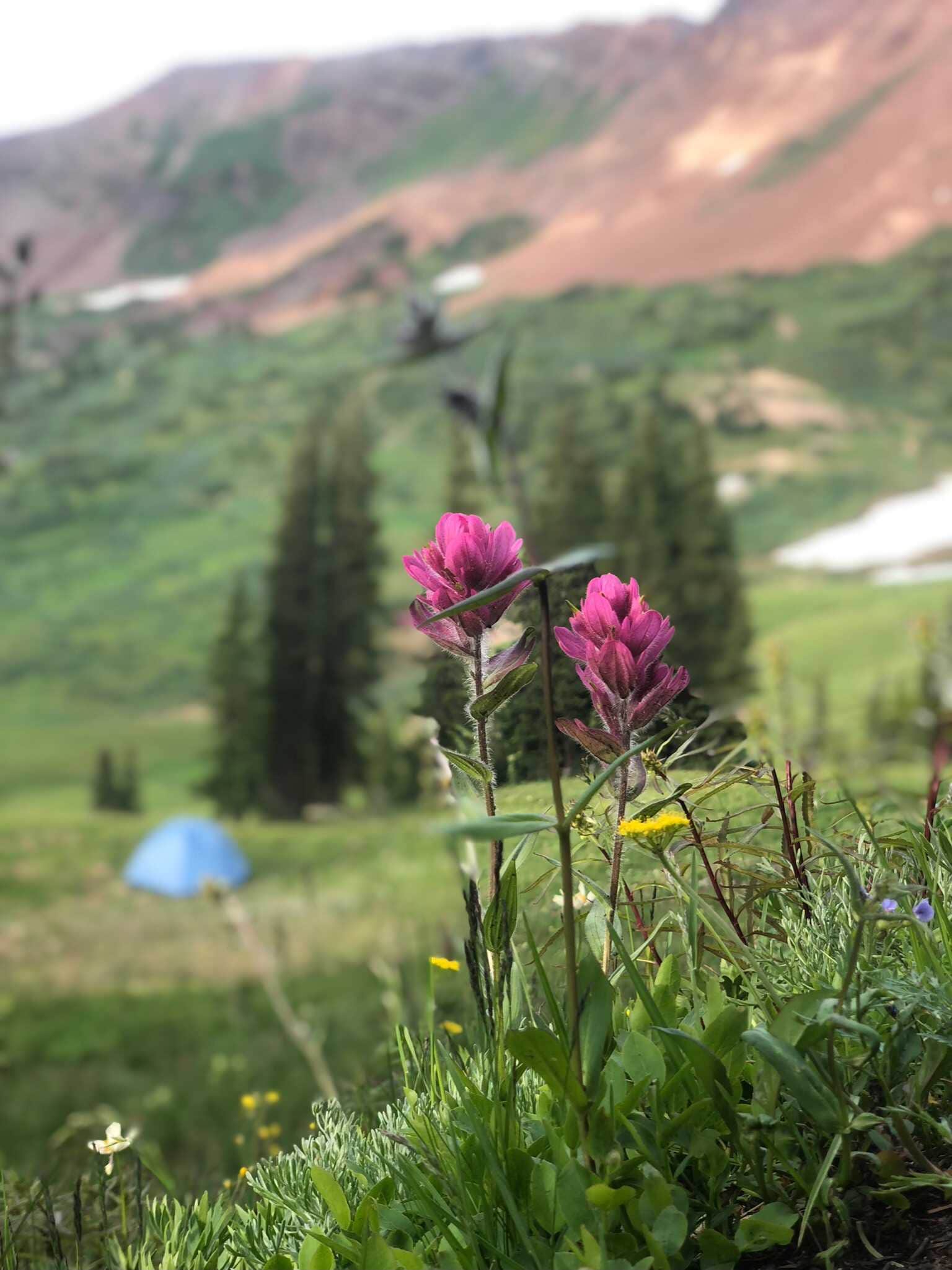 Camper submitted image from Paradise Divide Dispersed Camping - 2