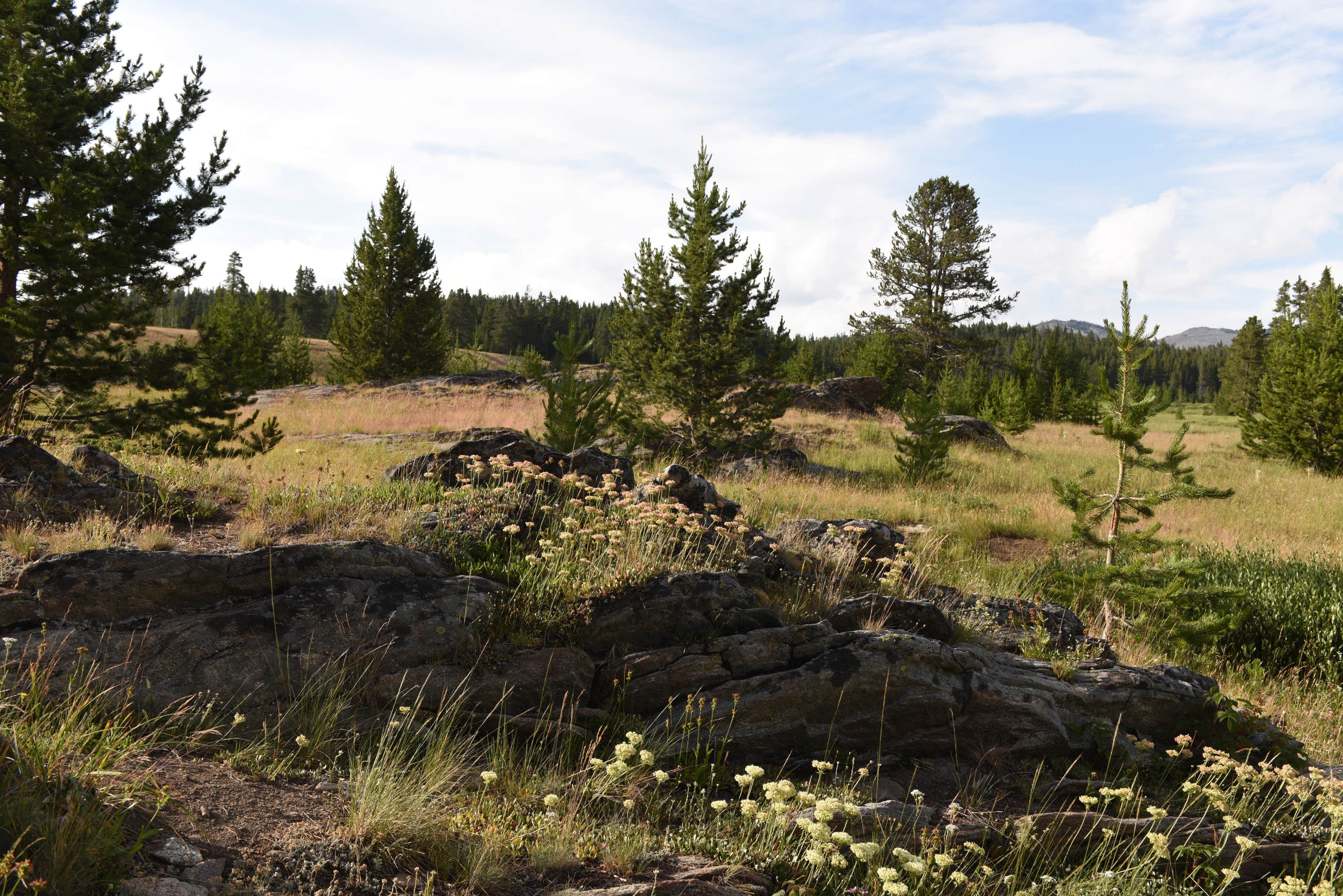 Camper-submitted photo at Canyon Creek Road Dispersed Camping near Buffalo, WY