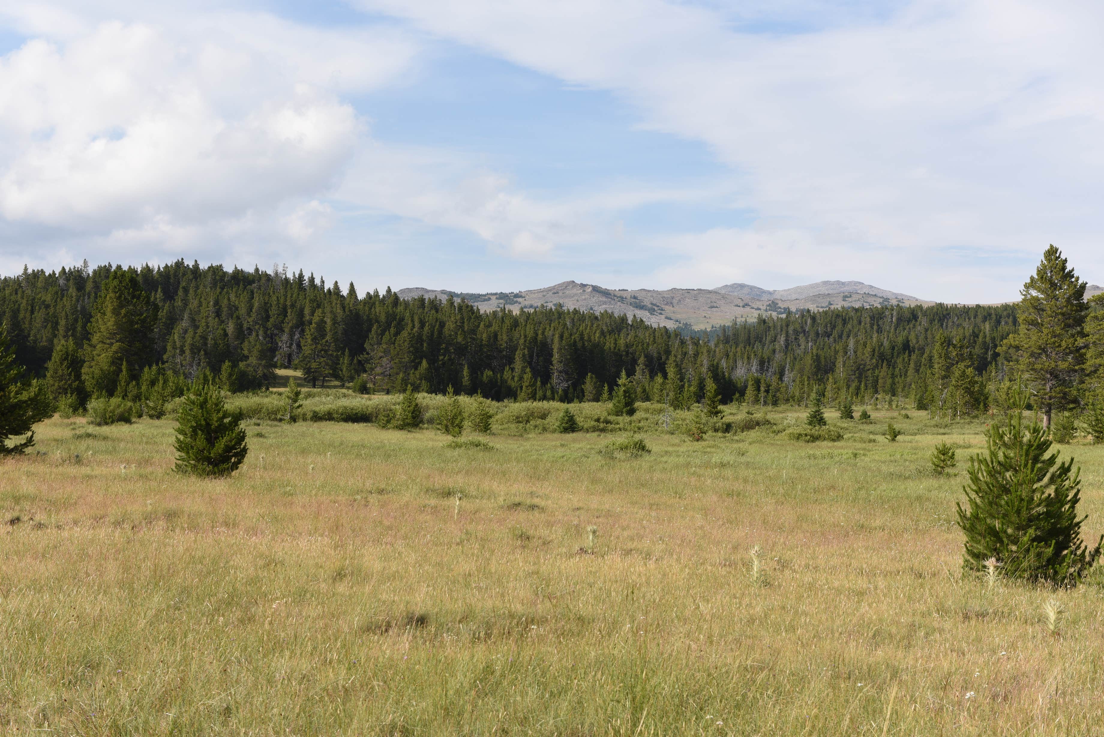 Camper-submitted photo at Canyon Creek Road Dispersed Camping near Buffalo, WY