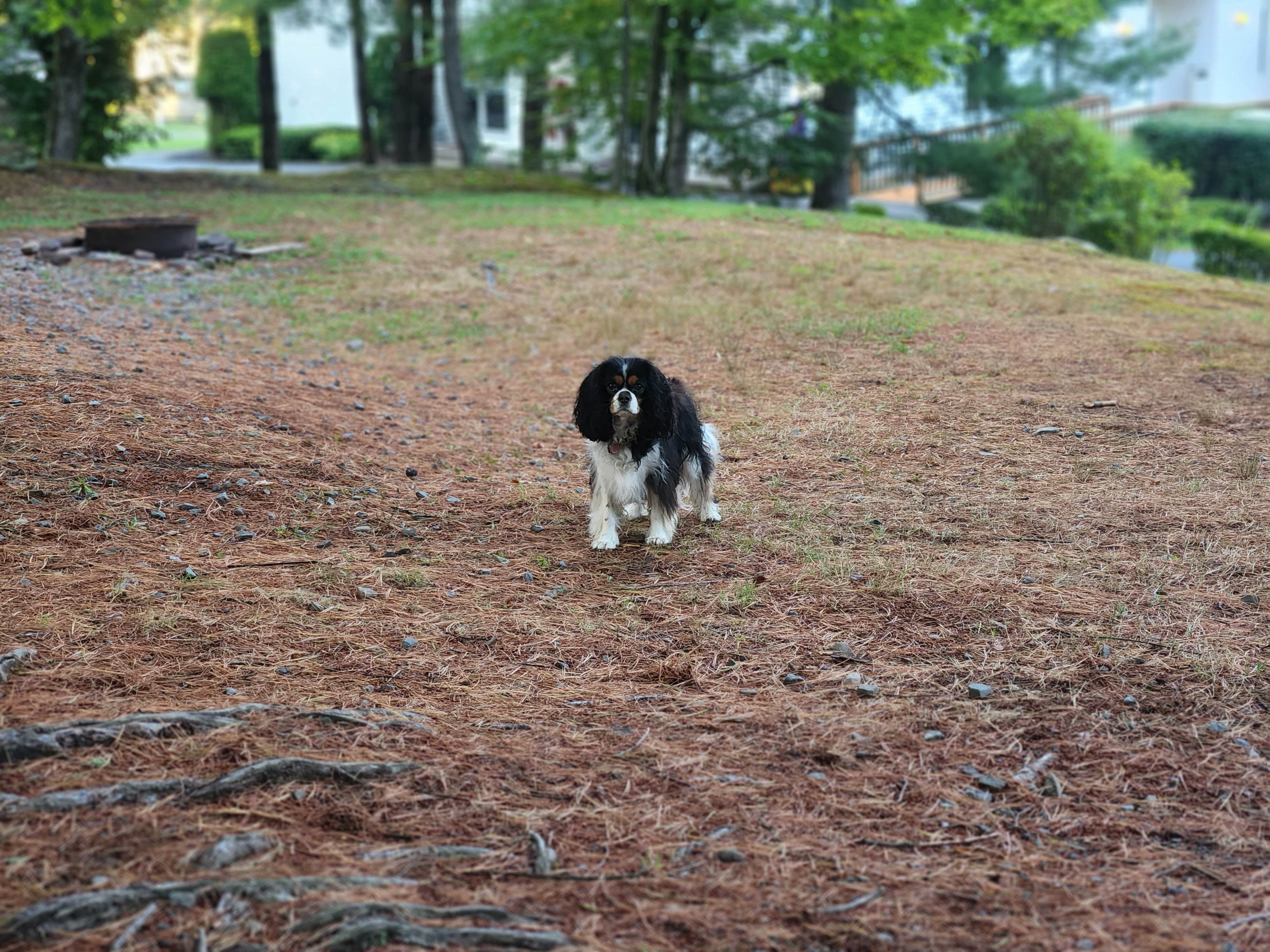 Camper-submitted photo at Skyway Camping Resort near Hunter, NY