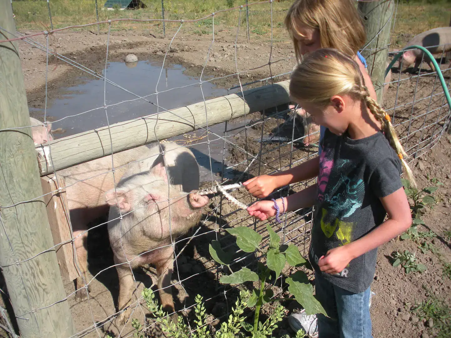 Camper-submitted photo at Serenity Sheep Farm Stay near Belgrade, MT