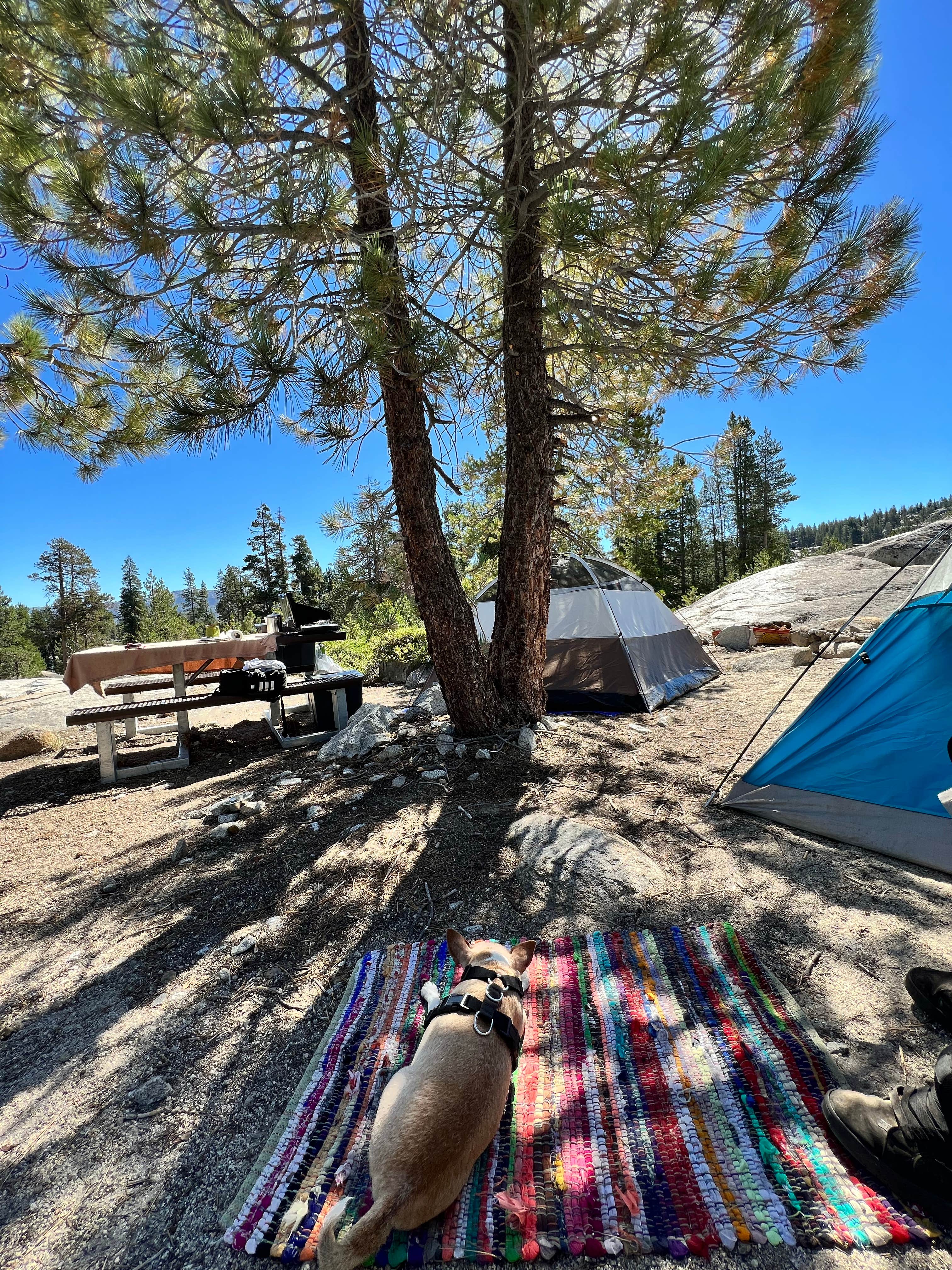 Samantha V.'s photo of tent camping at Utica Campgrounds near South Lake Tahoe, CA