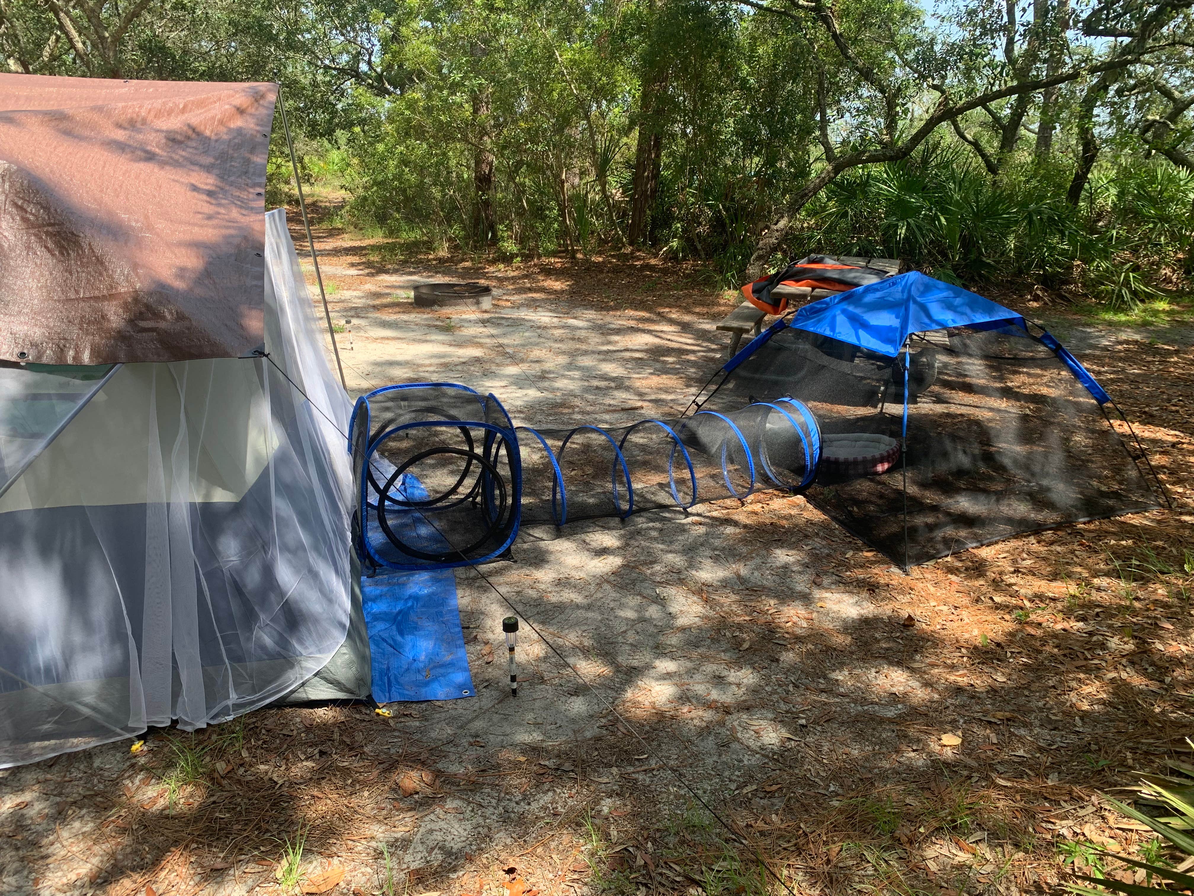 TERIA M.'s photo at Ochlockonee River State Park Campground near Sopchoppy, FL
