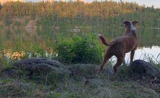 Tara F.'s photo of camping with pets at Putnam Pond Campground near Adirondack, NY