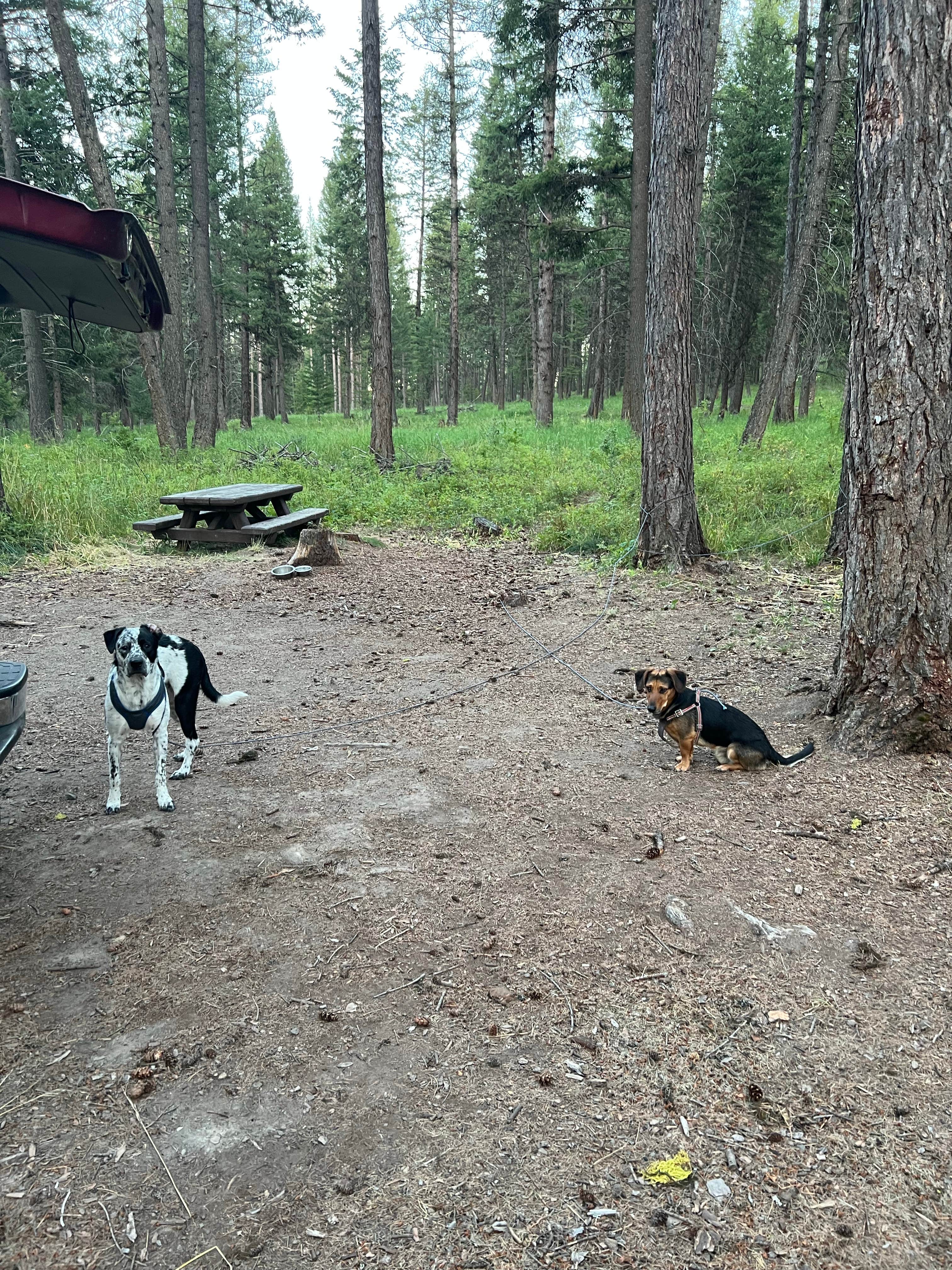 Camper-submitted photo at Bird Track Springs near Meacham, OR