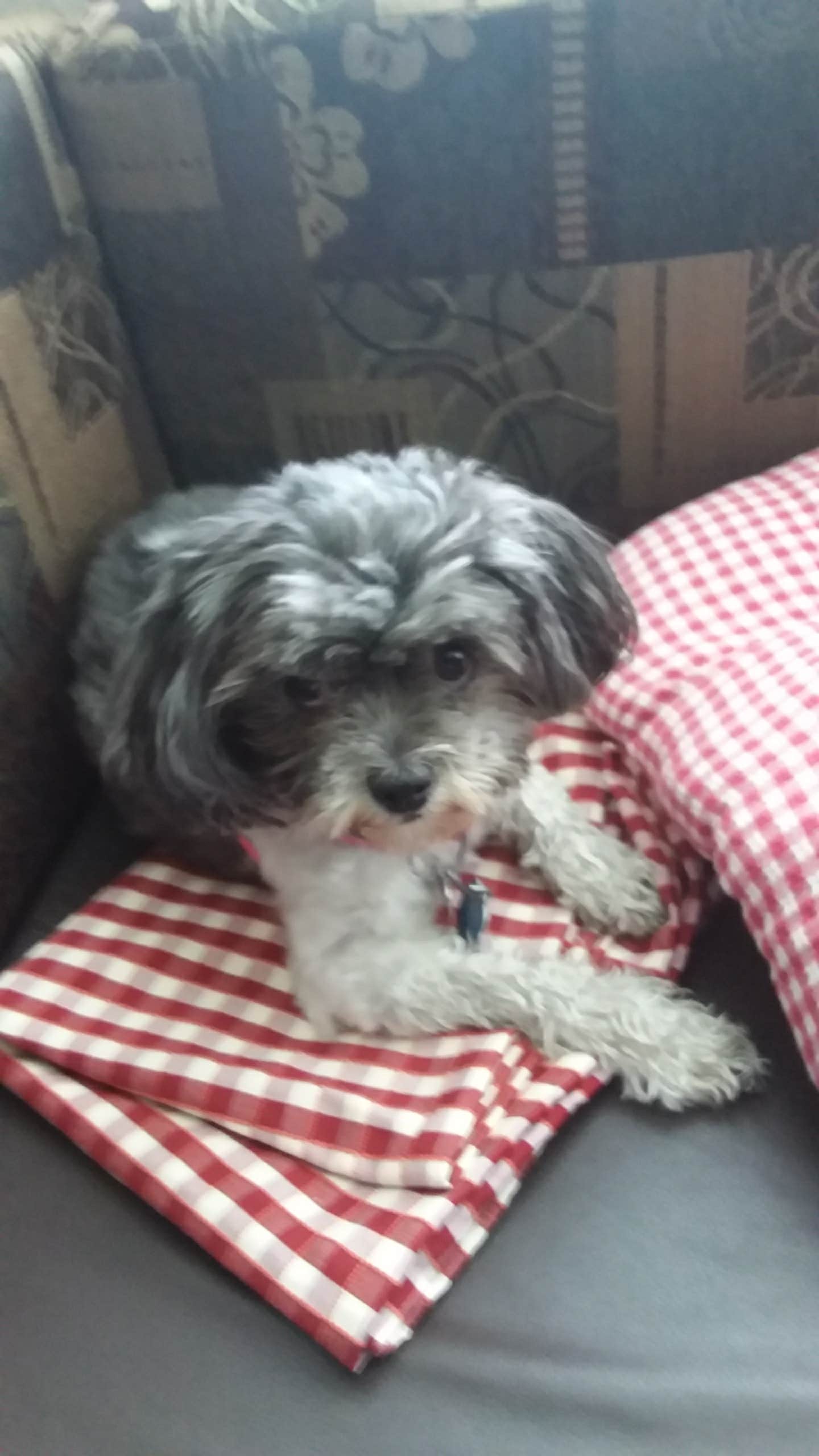 Ron B.'s photo of camping with pets at Raccoon Ridge Campground — Brown County State Park near Bloomington, IN