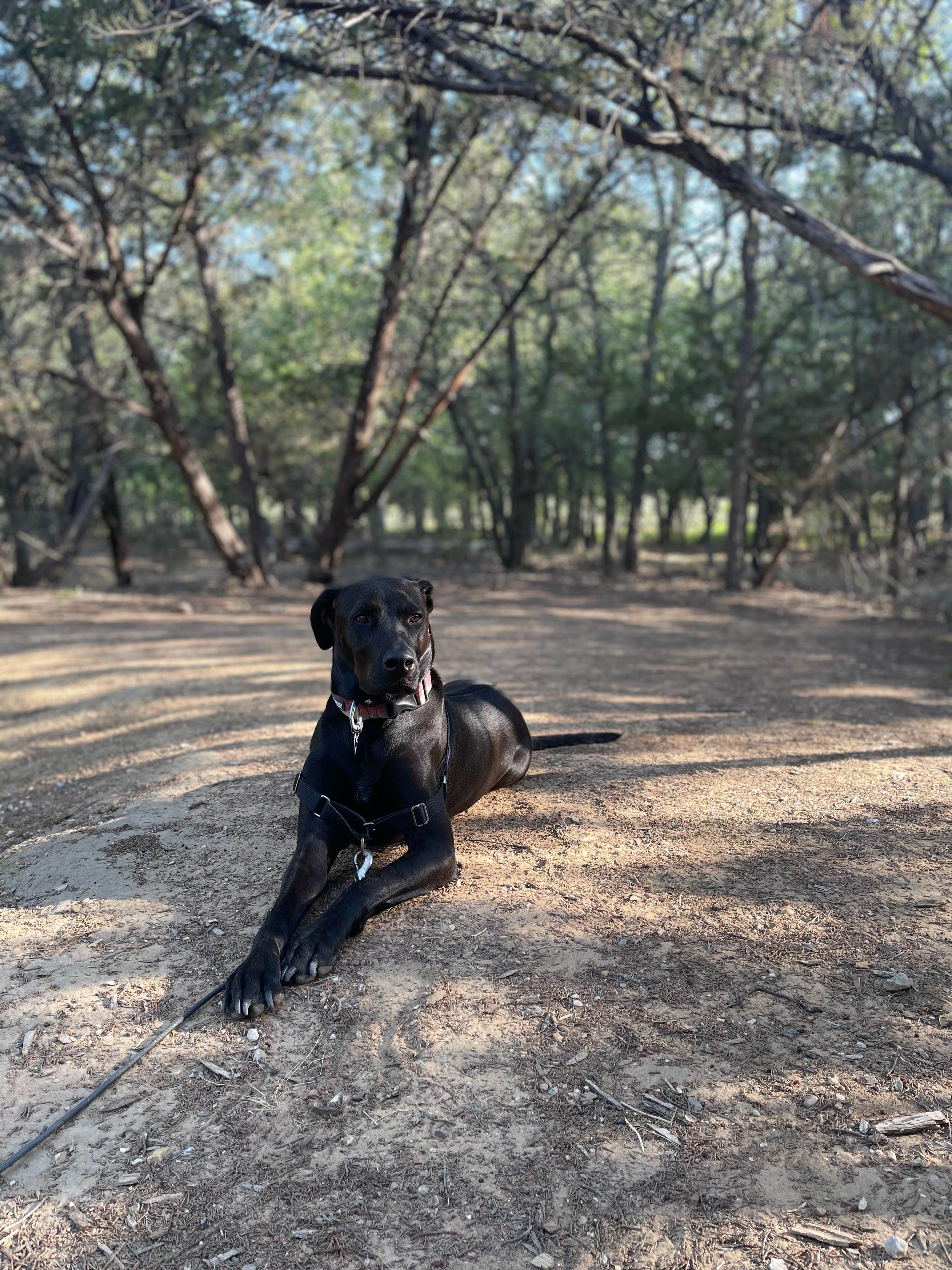 Ashley M.'s photo of camping with pets at Plateau — Lake Mineral Wells State Park near Newark, TX