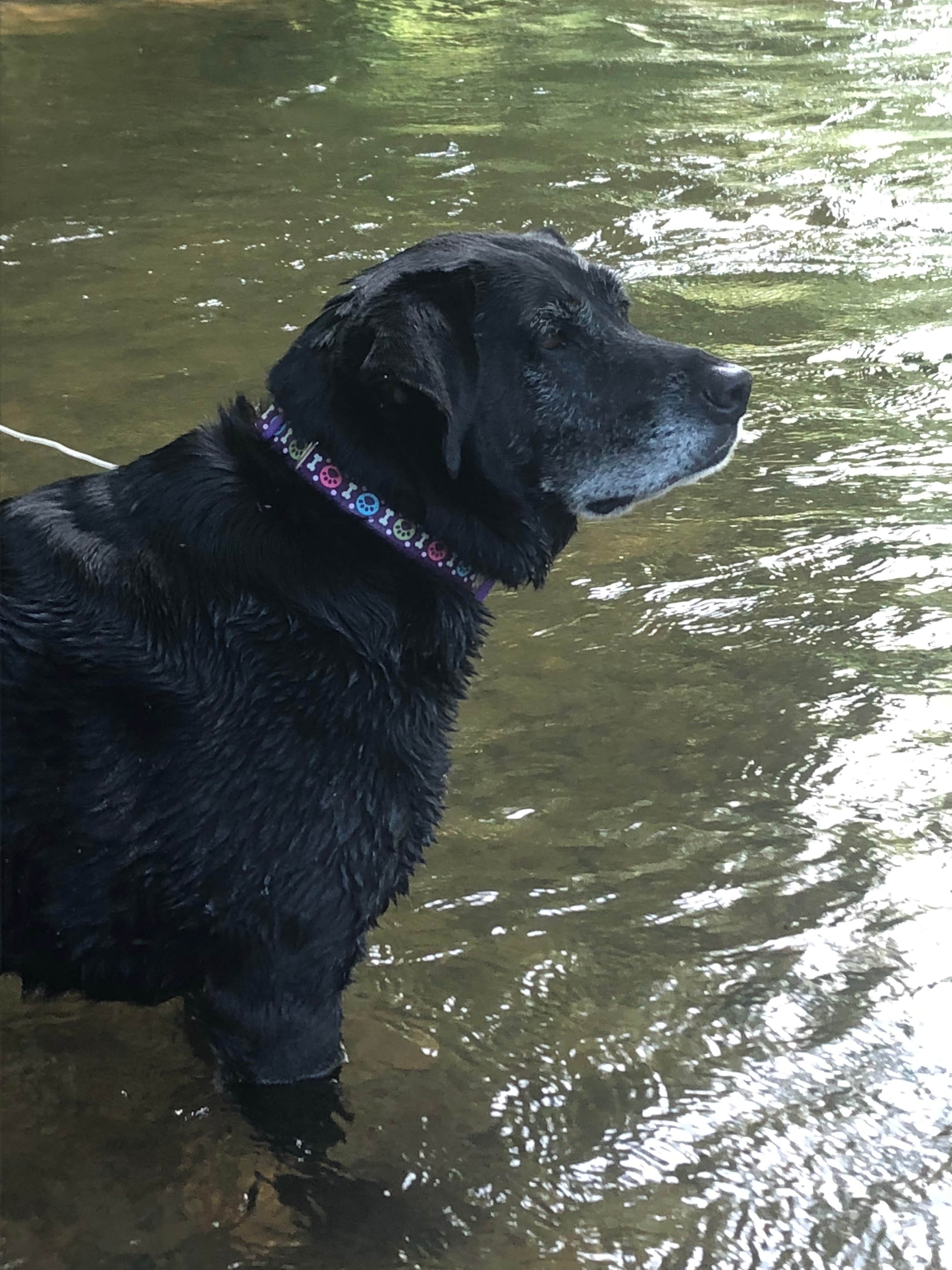 Sally T.'s photo of camping with pets at Steele Creek Park & Campground near Granite Falls, NC