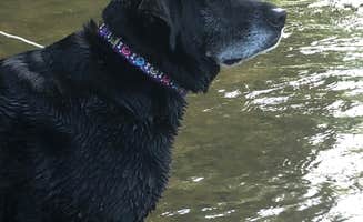 Sally T.'s photo of camping with pets at Steele Creek Park & Campground near Granite Falls, NC