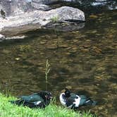 Review photo of Steele Creek Park & Campground by Sally T., July 22, 2018