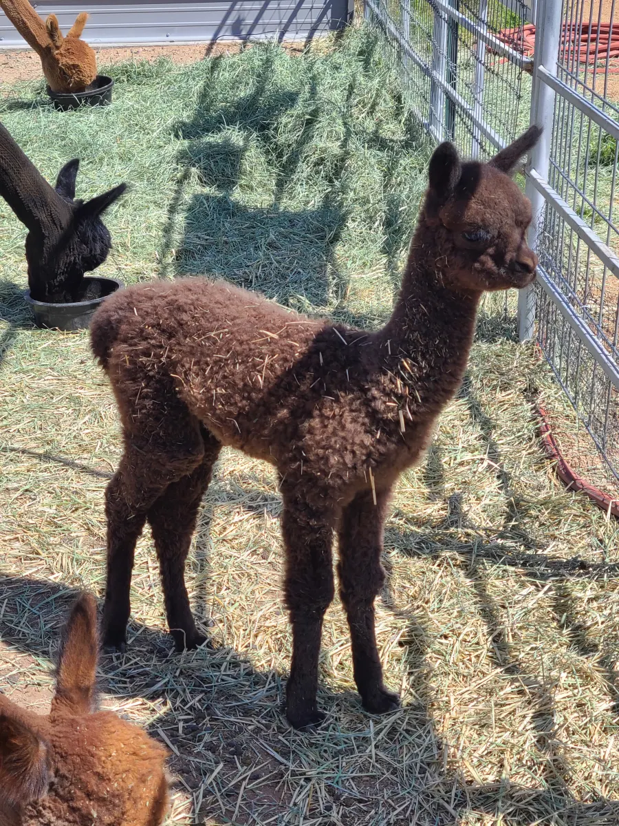 Camper submitted image from Plum Creek Alpacas - 1