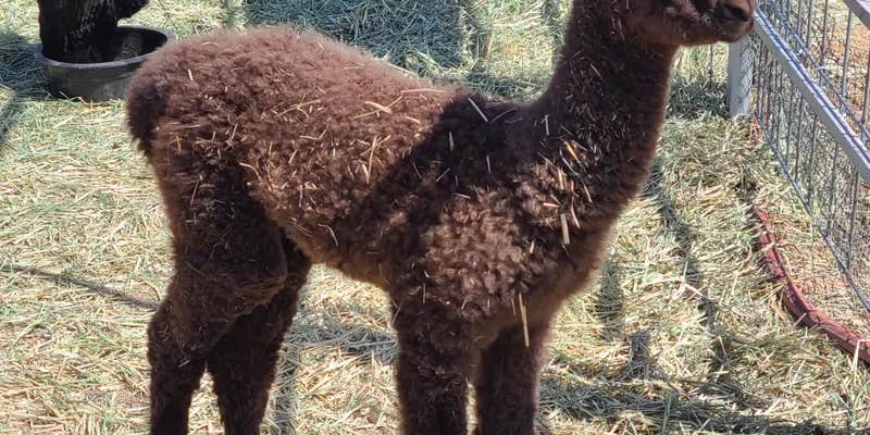 Camper submitted image from Plum Creek Alpacas