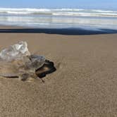 Review photo of Nehalem Bay State Park Campground by Carlos M., August 9, 2022