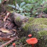 Review photo of Lake Powhatan — National Forests In North Carolina by Nicole M., August 9, 2022