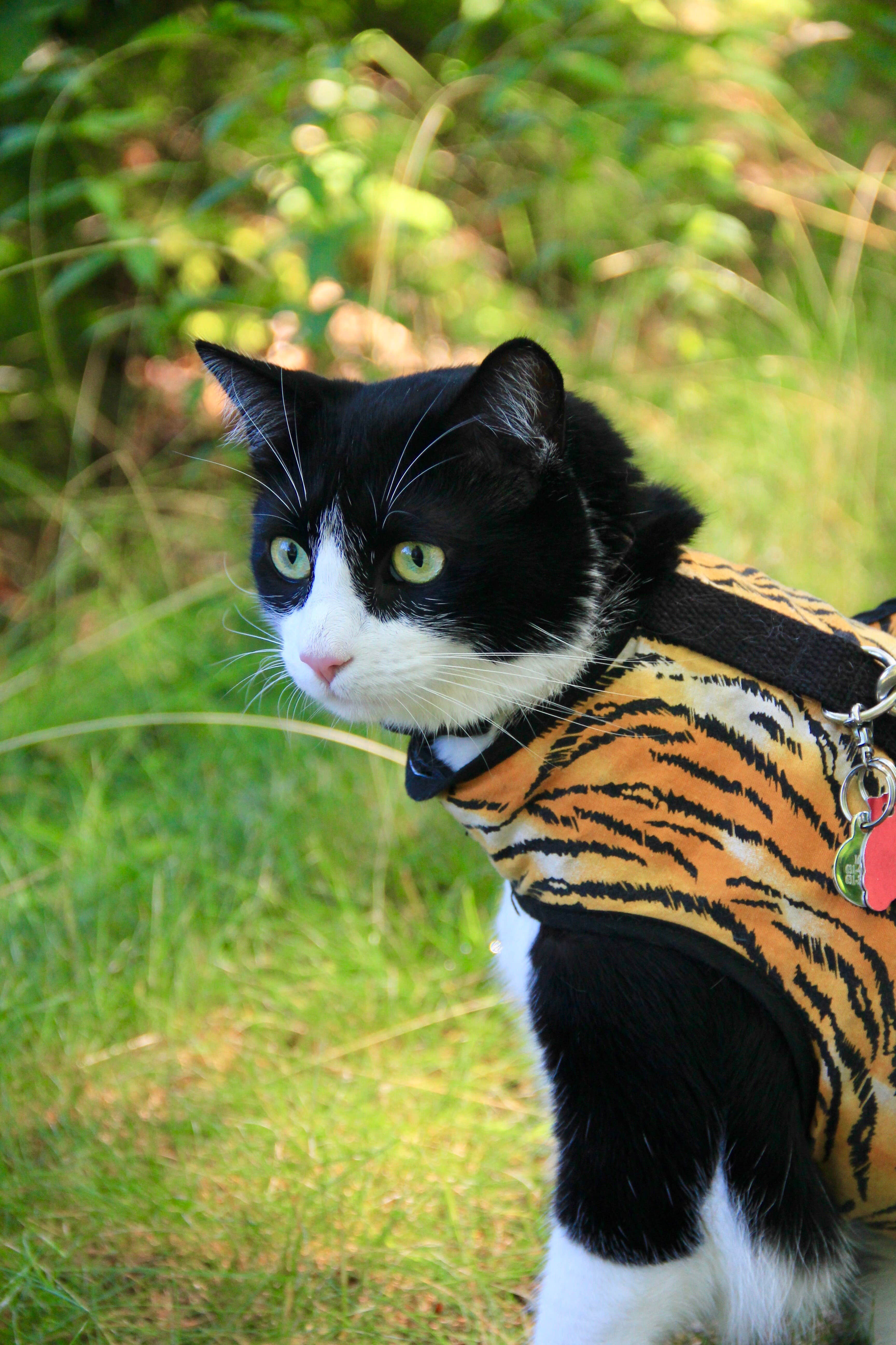 Pawsfuradventure T.'s photo of camping with pets at Wakeda Campground, LLC near Stratham, NH