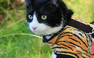 Pawsfuradventure T.'s photo of camping with pets at Wakeda Campground, LLC near Salem, MA