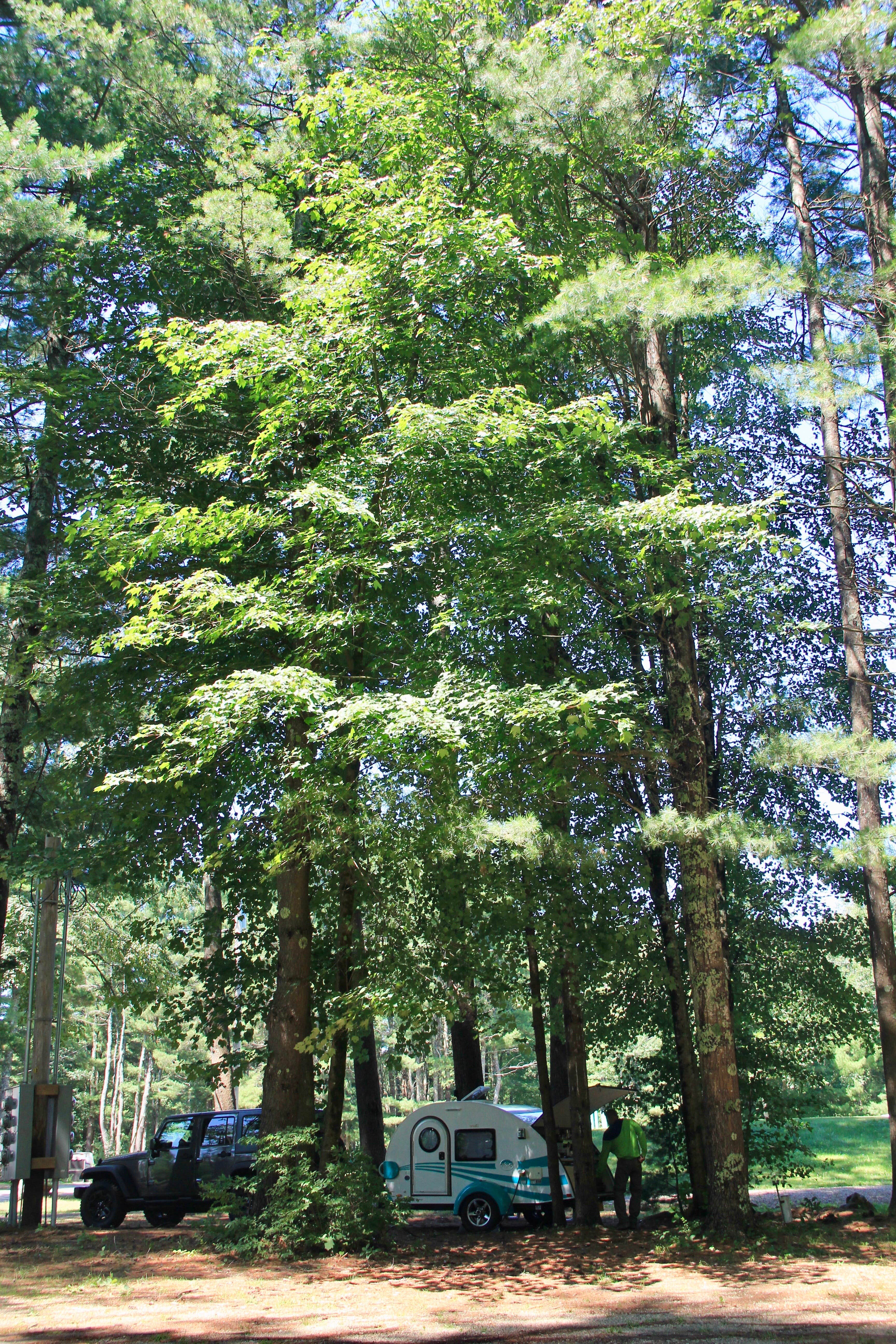 our teardrop camper looked so tiny surrounded by these massive trees
