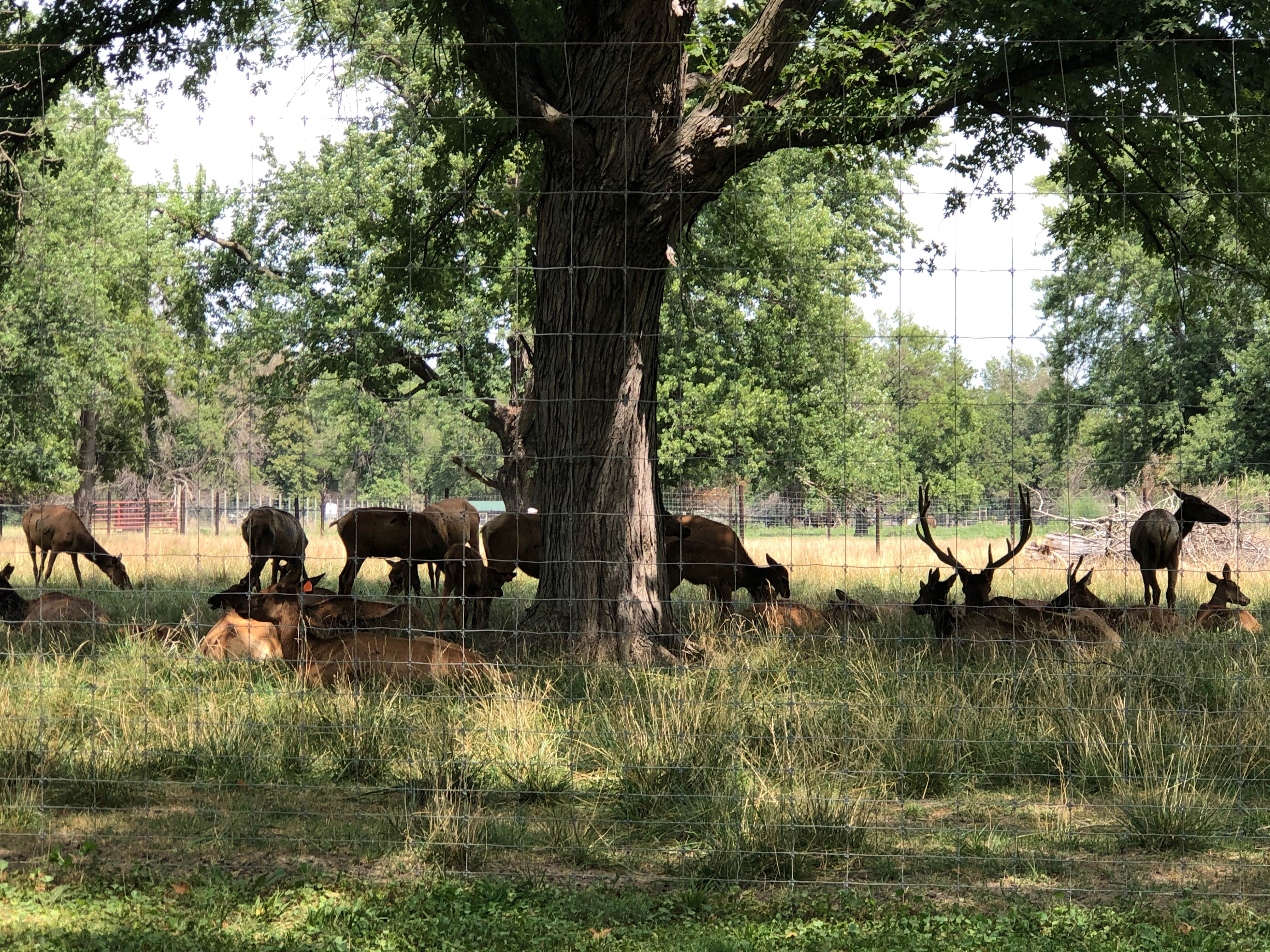 Camper-submitted photo at Botna Bend County Park near Atlantic, IA