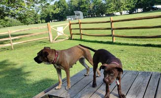 Karen S.'s photo of camping with pets at Travel Resorts of America Bass Lake Resort near Cazenovia, NY